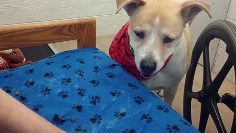 Cherry 9y A571988 weight may be hard on joints@TRN, from kennel 171 PACC shelter800