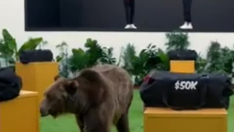 Can He Steal Money from a Grizzly Bear?