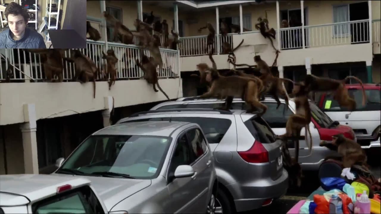 Outtake #1,082 Of Over 3 Monkeys Roam Around A Motel Fake Funny Parody Video With Live Commentary