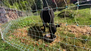 NW NC at The Treehouse 🌳 Visiting friends in Pensacola NC 🐂 Meet rebel #yanceystrong