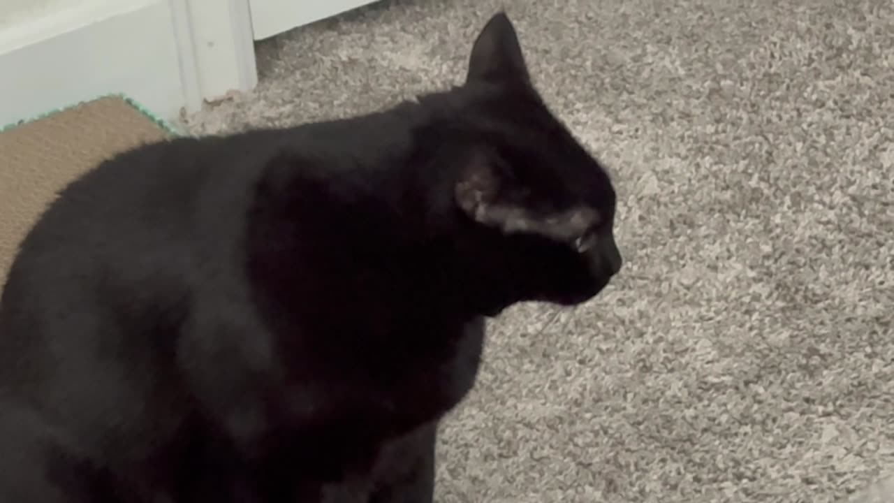 Cute Precious Piper Thinks About Being Clean - My Adopted Shelter Cat Vlog