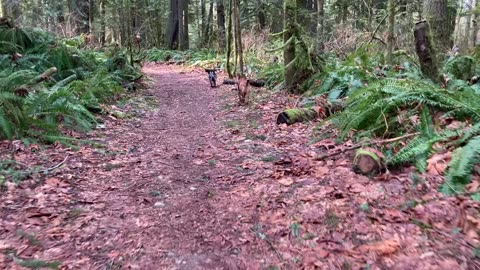 trail patrol 3290843209842