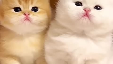 cute cats baby kitten cute moment❤️💕