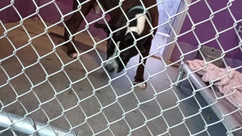Zeus 5y Pet Id 948235 kennel 32 HSSAZ shelter wanted 2 go 4 doggie walk but we had fun20250808688