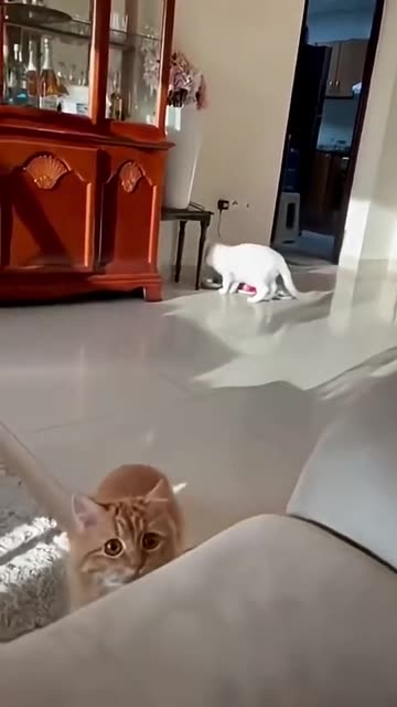 My Emotional support Animal