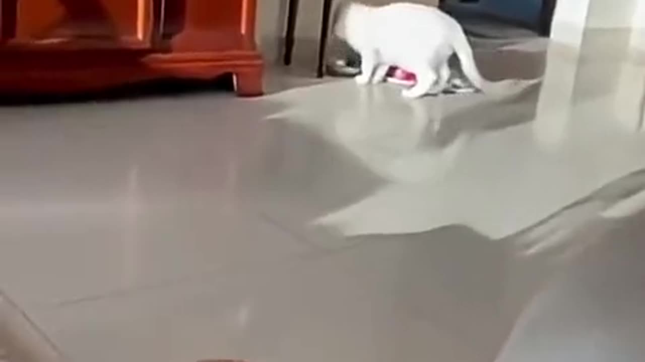 My Emotional support Animal