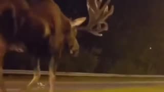 One of the largest moose ever spotted in Alaska 🦌 Amazing!