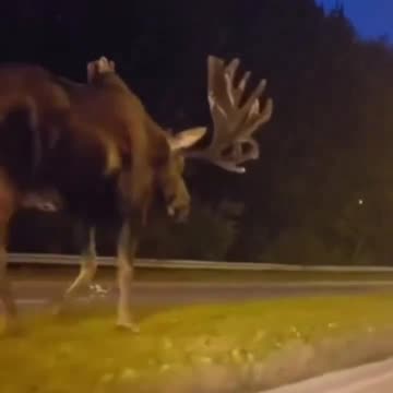 One of the largest moose ever spotted in Alaska 🦌 Amazing!
