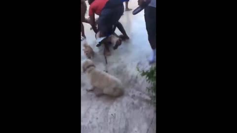 Trigger #31: He threw an old lady in the pool!
