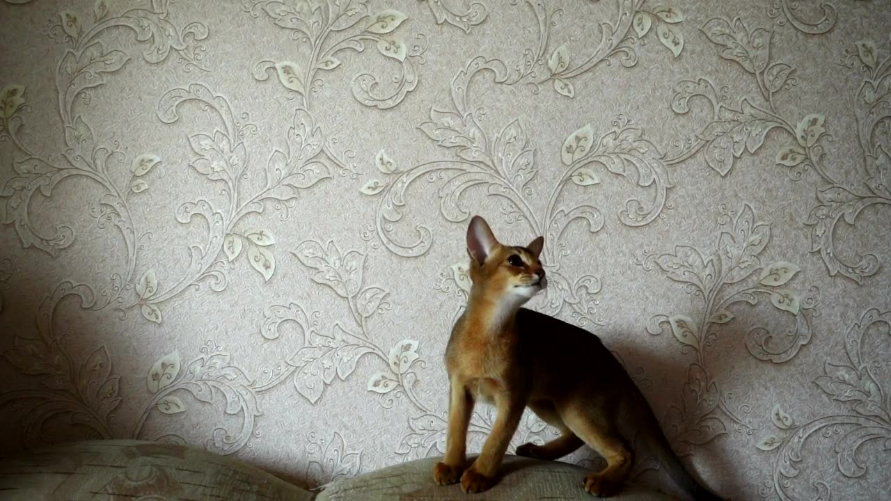 Kitten playing in the couch