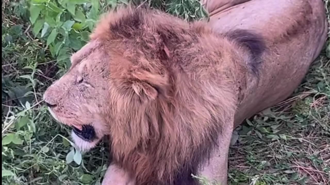 Leão o rei dos animais