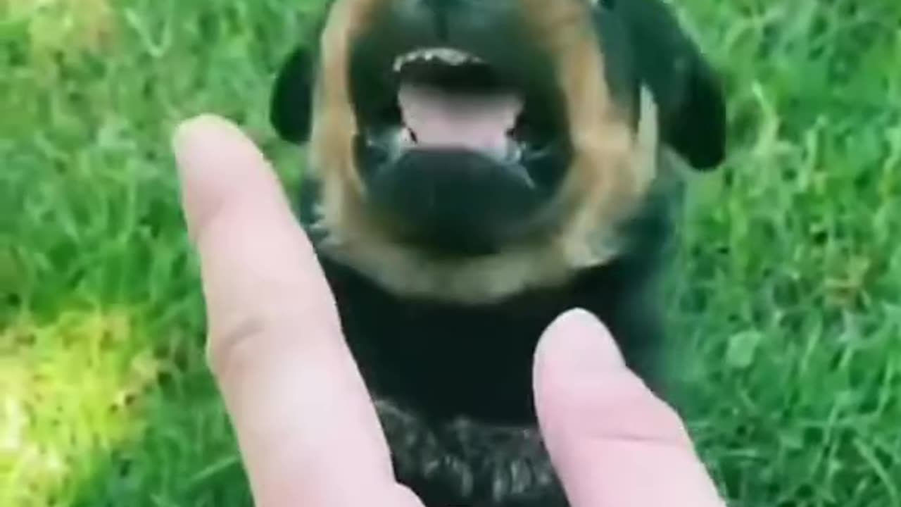 Angry But Cute – Tiny Dogs with Big Attitude 🐾😂