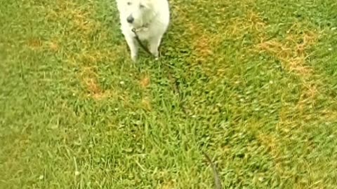 dog