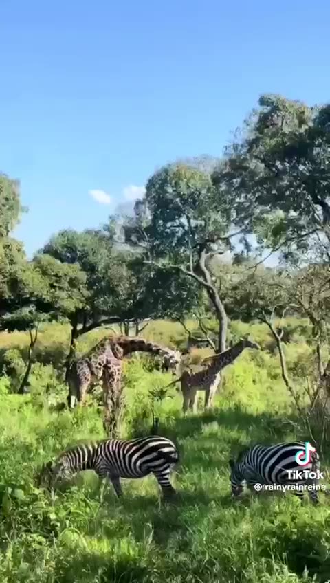 Leopard 🐆 black white colour