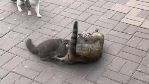 "The fight between the black cat and the tabby cat."