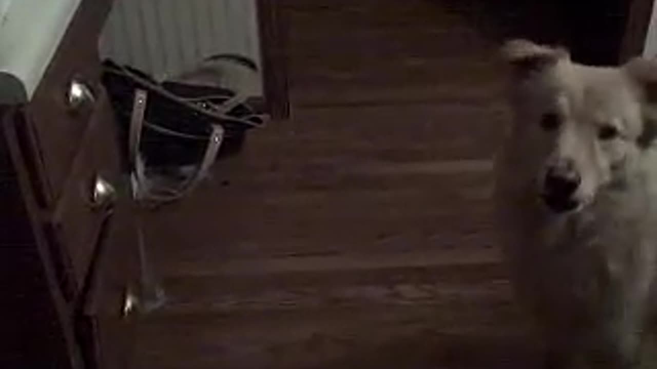 Dog in early morning