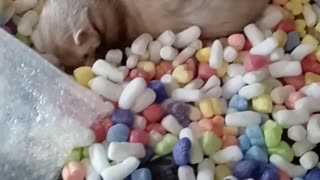 Jumping Ferret Fun!