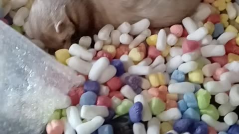 Jumping Ferret Fun!