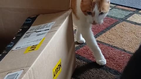 😂📦 You Won't Believe This Box Scare! | FunFM