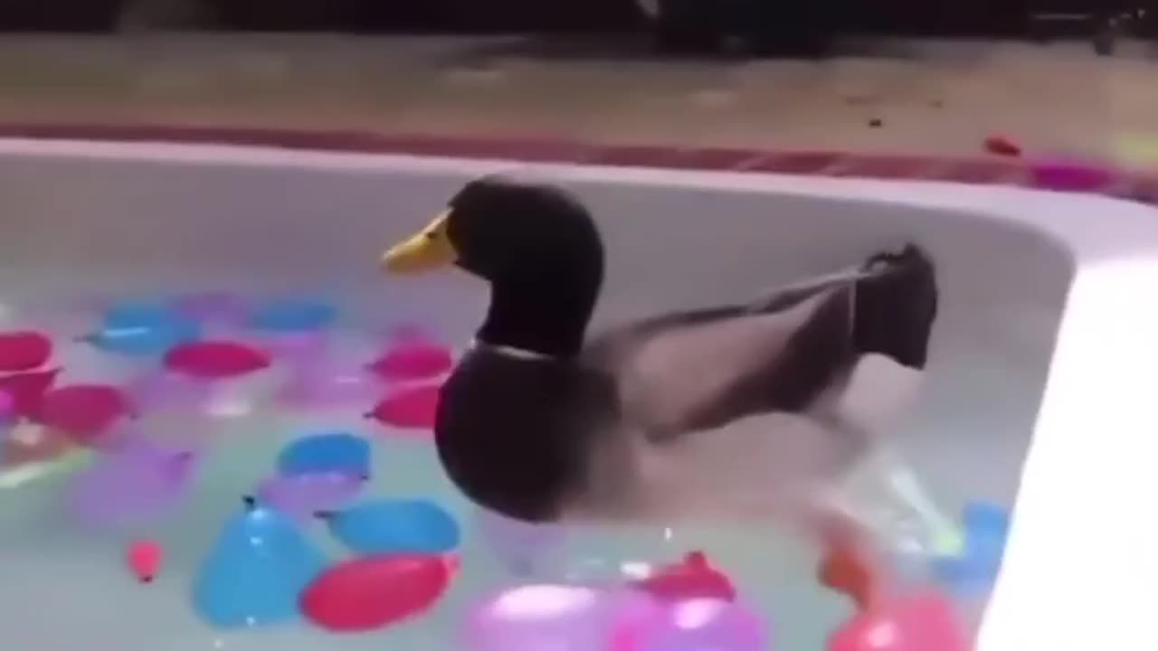Attack Duck