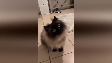 The Funniest Animals! New Funny Videos of Cats and Dogs