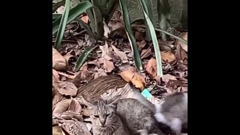 Meow-tastic Mayhem: The Best Cat Compilation Ever!