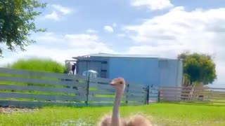 A little ostrich showing off its dizzy dance moves