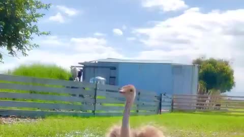 A little ostrich showing off its dizzy dance moves