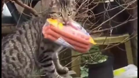 You Shall Not Steal!