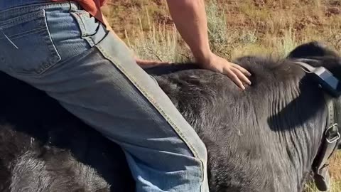 Bull Riding 101 :) cartercountrymeats.com