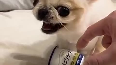 Angry And Cute Dog 🐶❤️ #shorts #dog #short