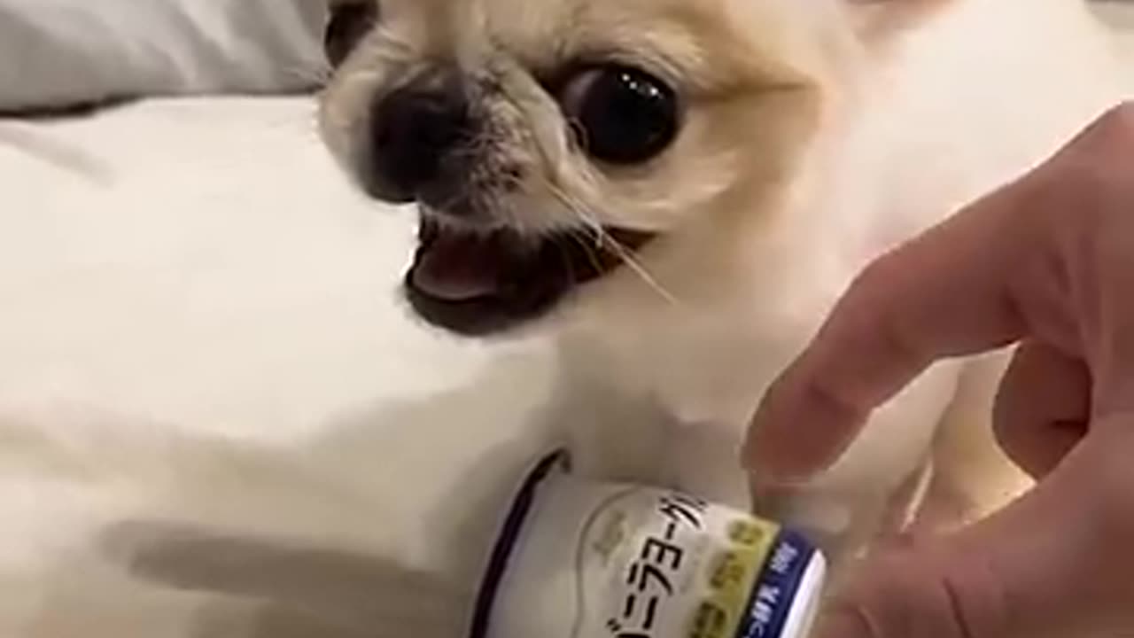 Angry And Cute Dog 🐶❤️ #shorts #dog #short