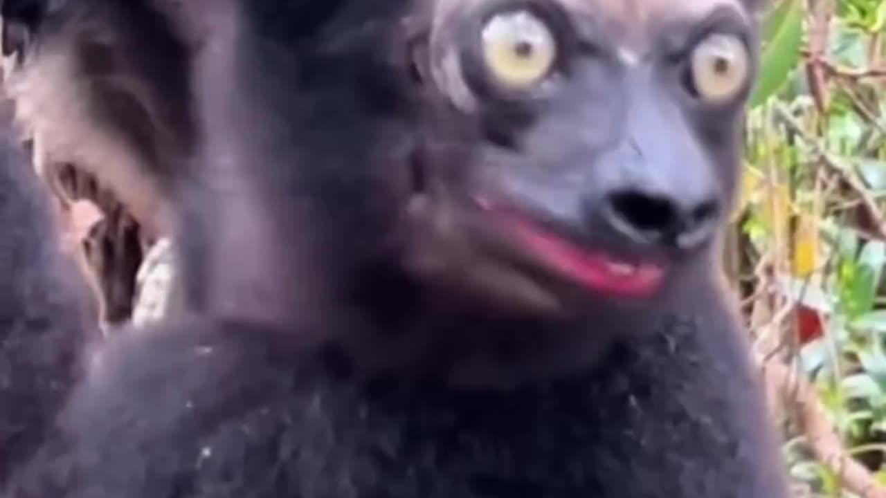 11 Weird Animal Sounds