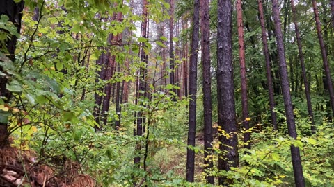 4k rain forest