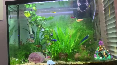 Beautiful Betta Sorority Showing