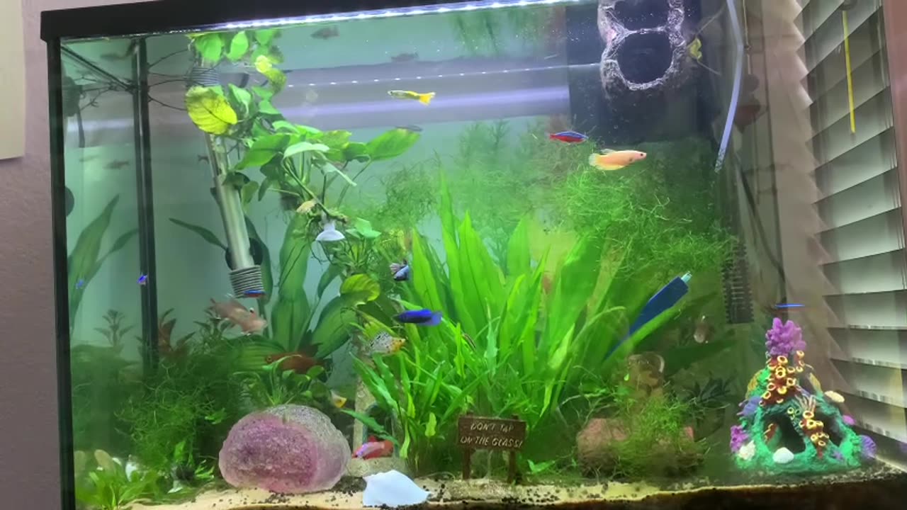 Beautiful Betta Sorority Showing