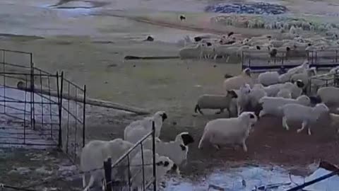 Half-year-old dog bravely drove away the wolves that attacked the sheep 🐑🐶