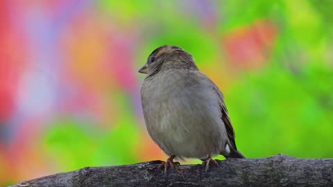 Cute Animal Ep153