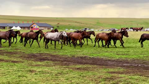 very beautifull horse racing