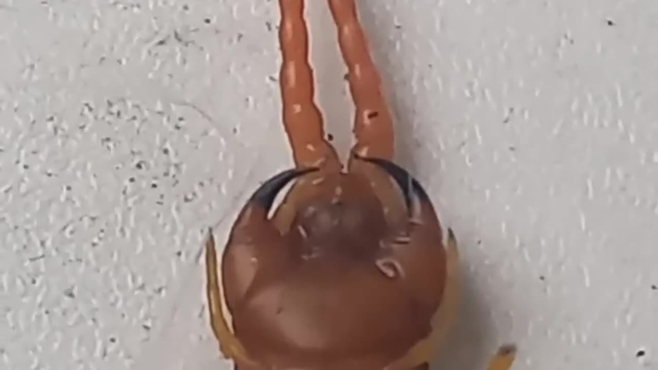 centipede