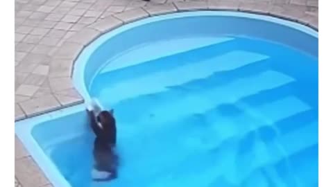 🤯💤 You Won't Believe How 'Fine' This Animal Is! | FunFM