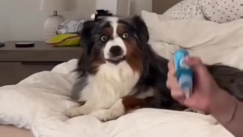Dog's Face When He Sees the Toothbrush 😂 | Dental Drama!