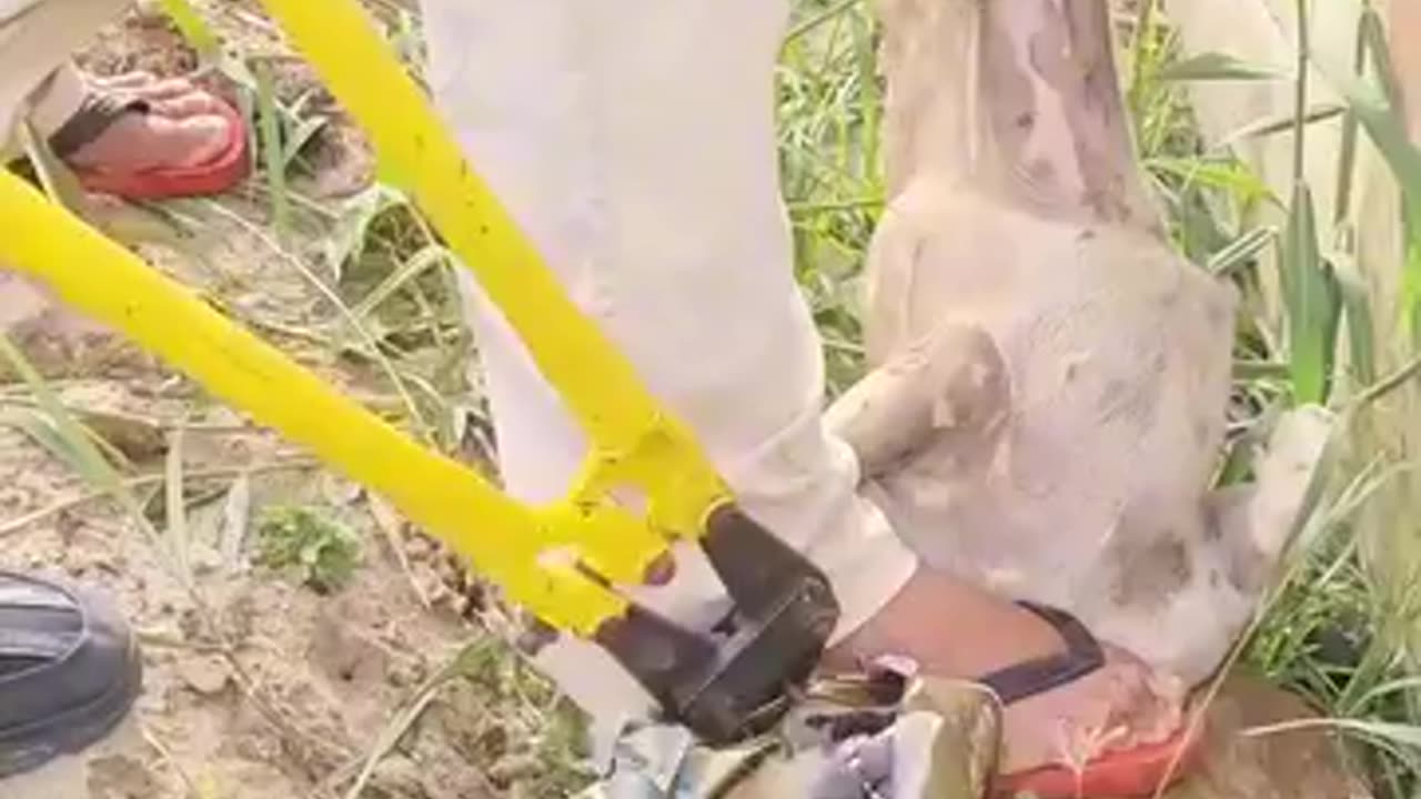 Men Save A Dog In Danger!