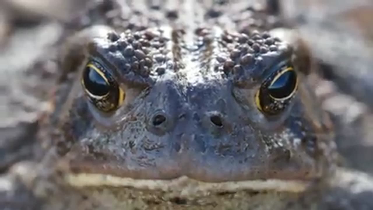 🐊 "This Lizard is Funnier Than You Think!" 🐊