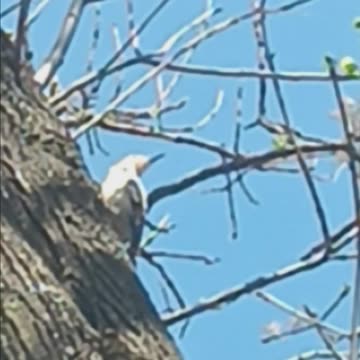 Red bellied woodpecker