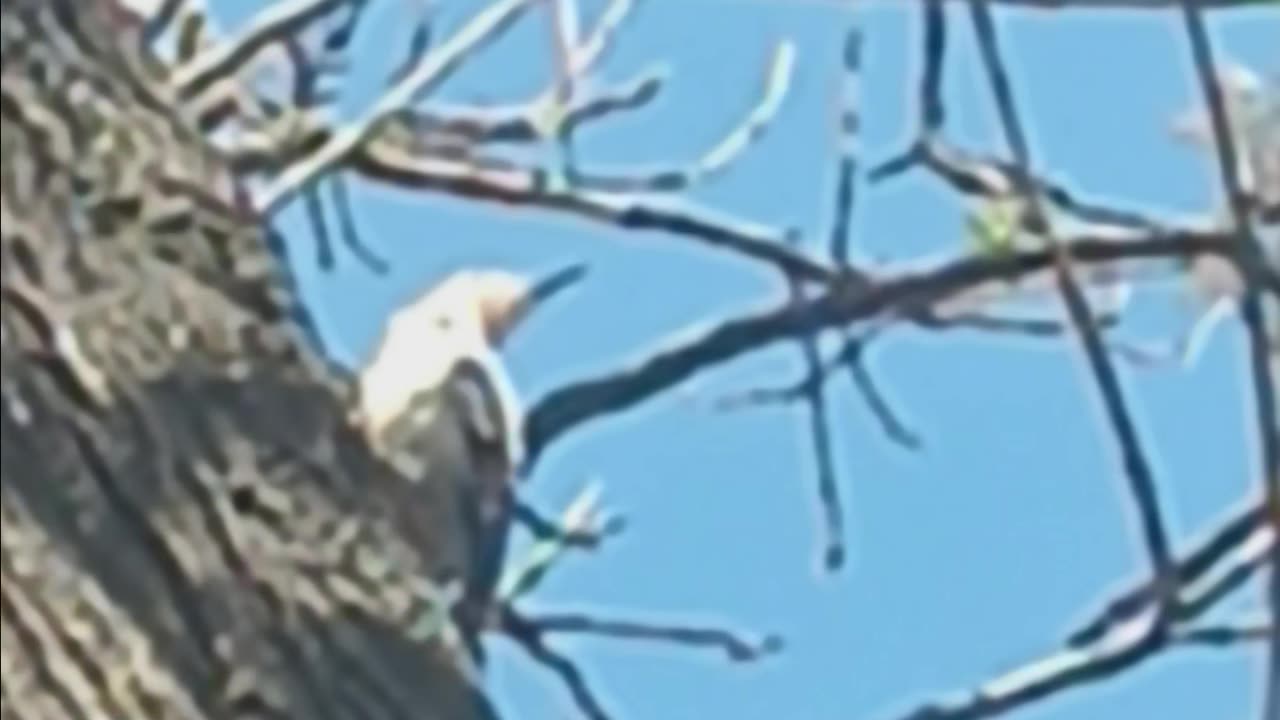 Red bellied woodpecker