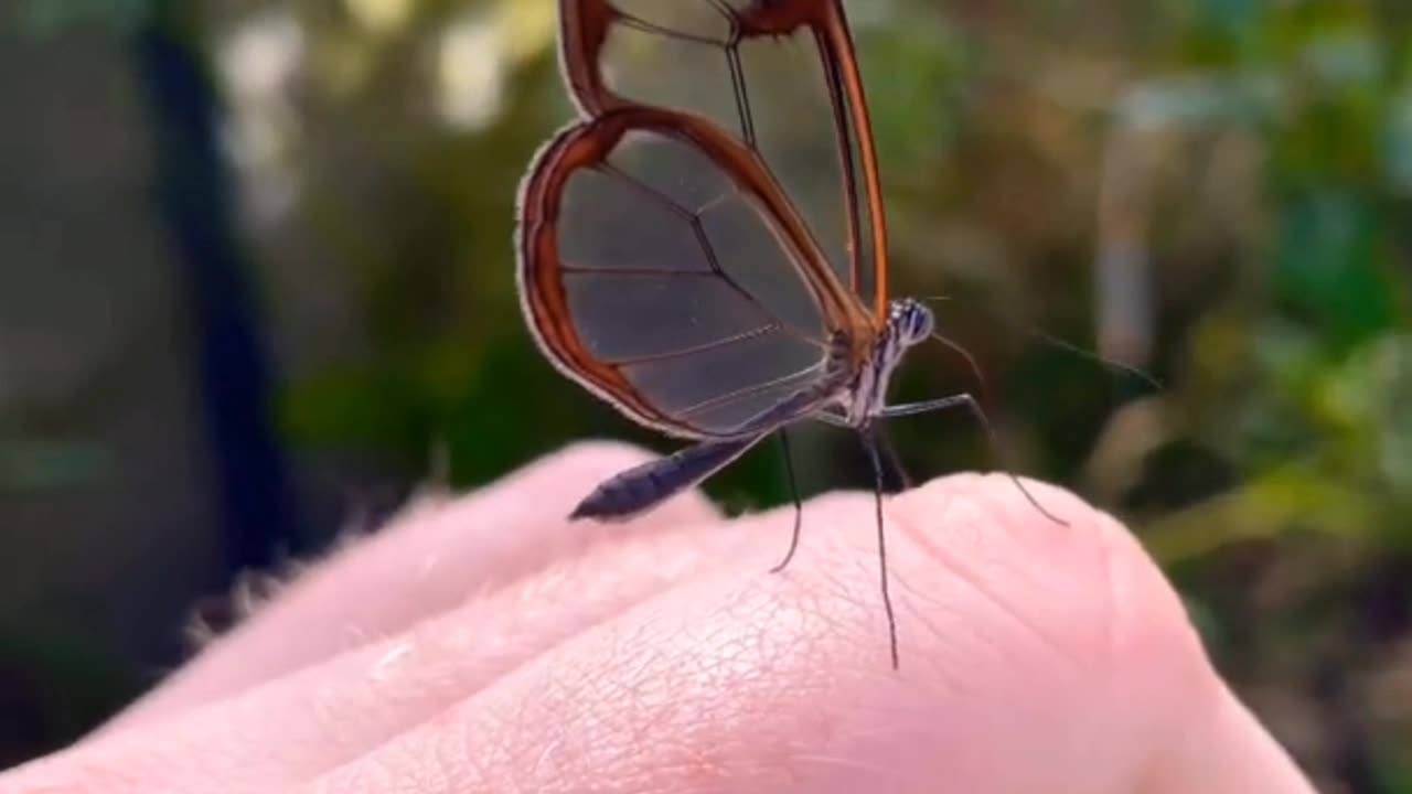Most Transparent Creatures in the World