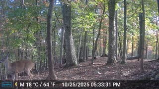The Woods – 10/26/2025