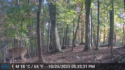 The Woods – 10/26/2025