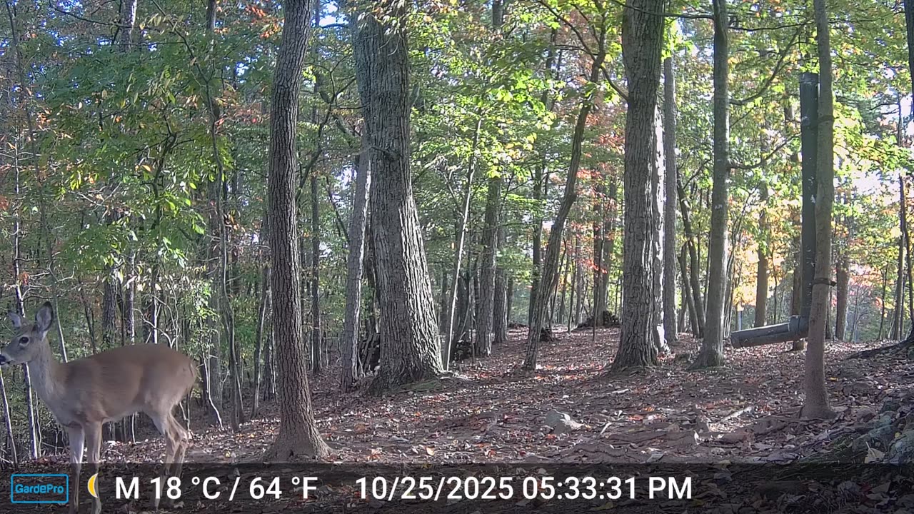 The Woods – 10/26/2025